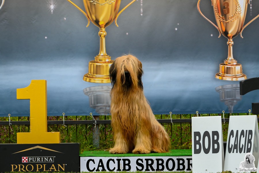 CACIB Srbobran - Serbia - 08.04.2023.